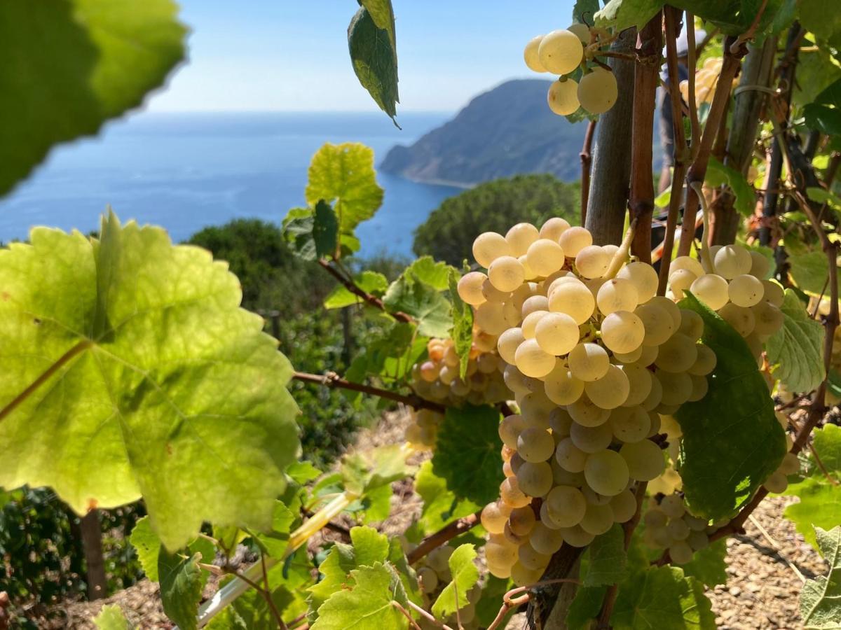 Villa Pietrafiore Monterosso al Mare Bagian luar foto