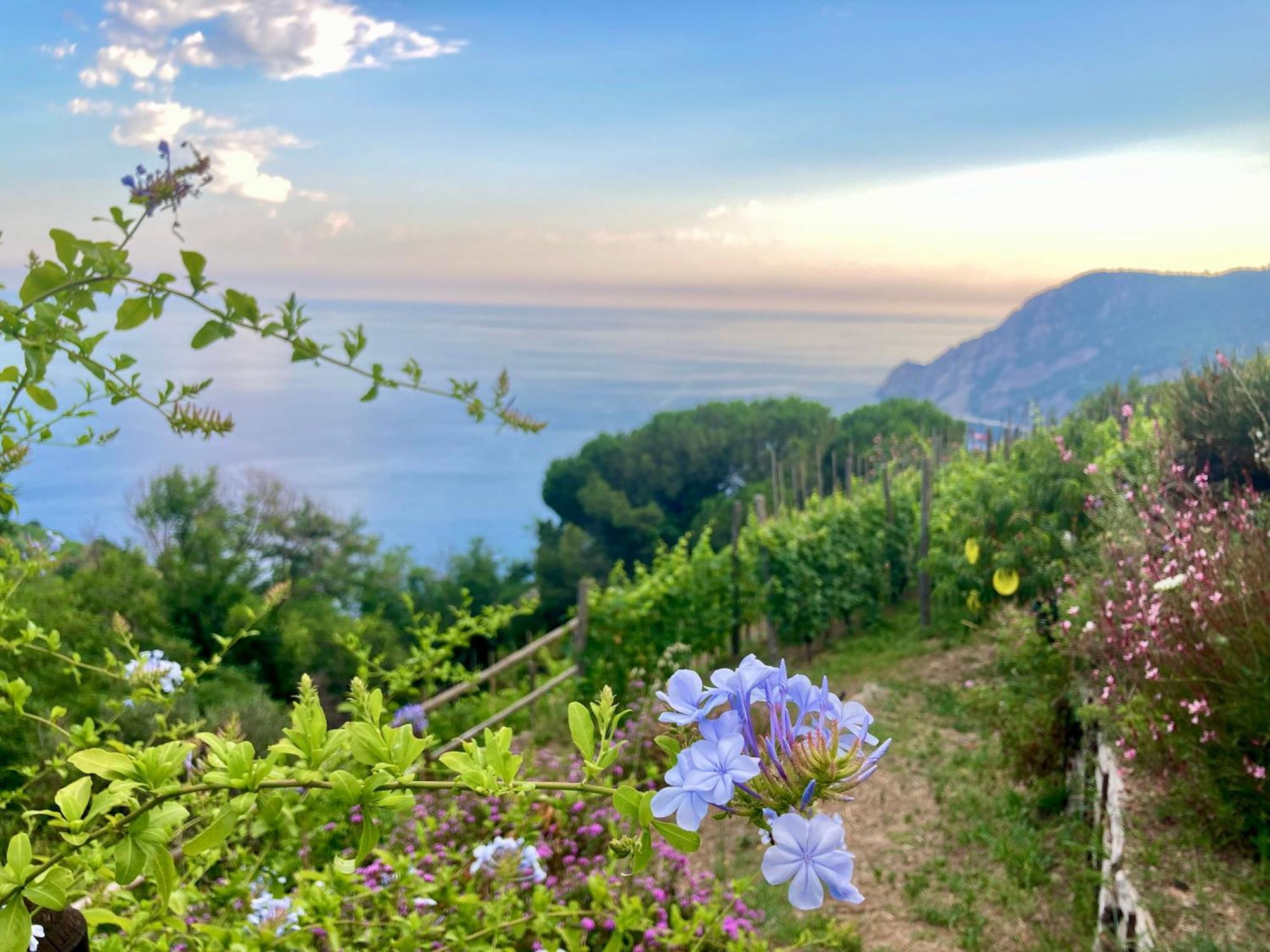 Villa Pietrafiore Monterosso al Mare Bagian luar foto